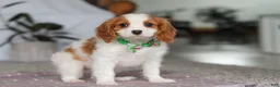 Cavalier King Charles Spaniel dogs for sale: Colson - Ad 3