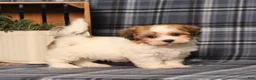 Teddy Bear dogs for sale: Fargo - Ad 5