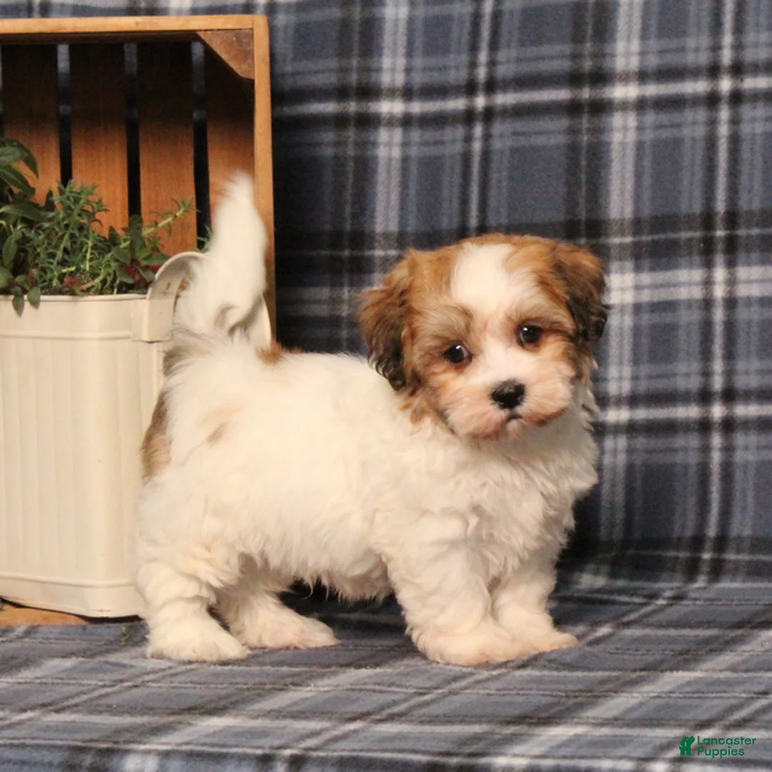 Teddy Bear dogs for sale: Fargo - Ad 5