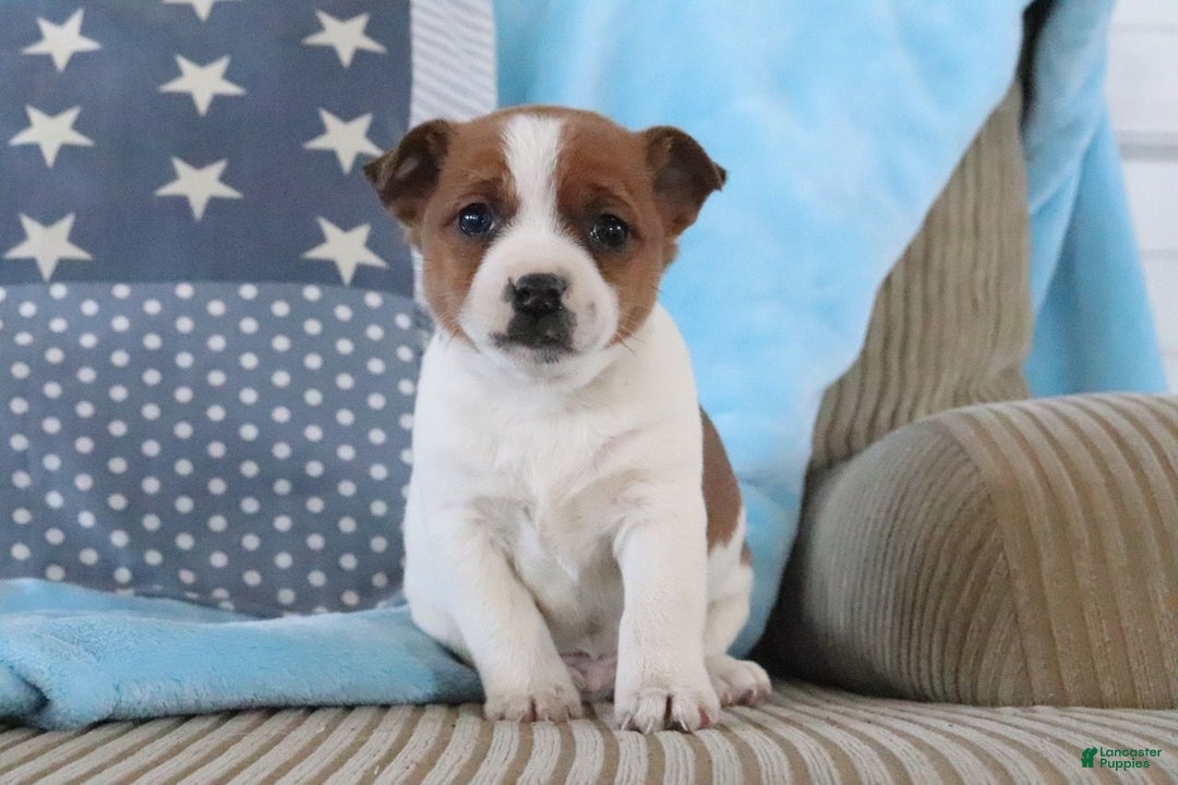 Jack Russell Terrier dogs for sale: Steven - Ad 2