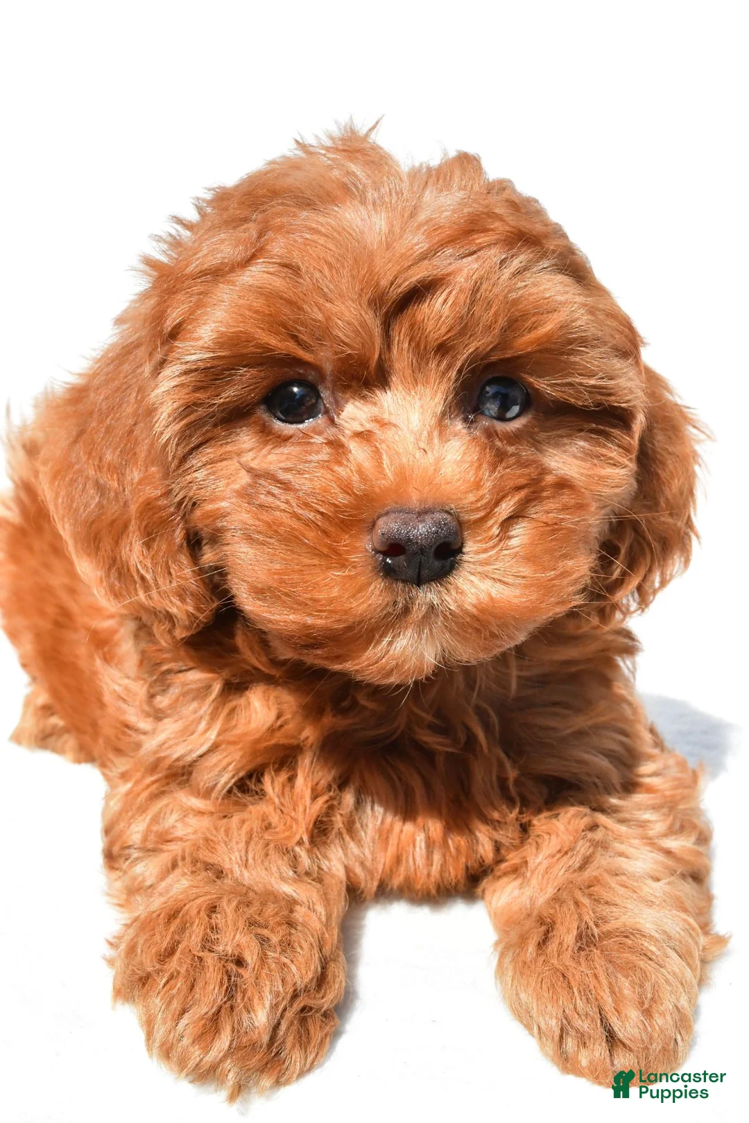 Cavapoo dogs for sale: Jamie - Ad 1