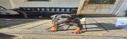 Doberman Pinscher dogs for sale: Pluto - Ad 6