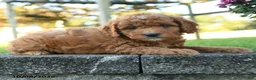 Mini Goldendoodle dogs for sale: Baldwin - Ad 5