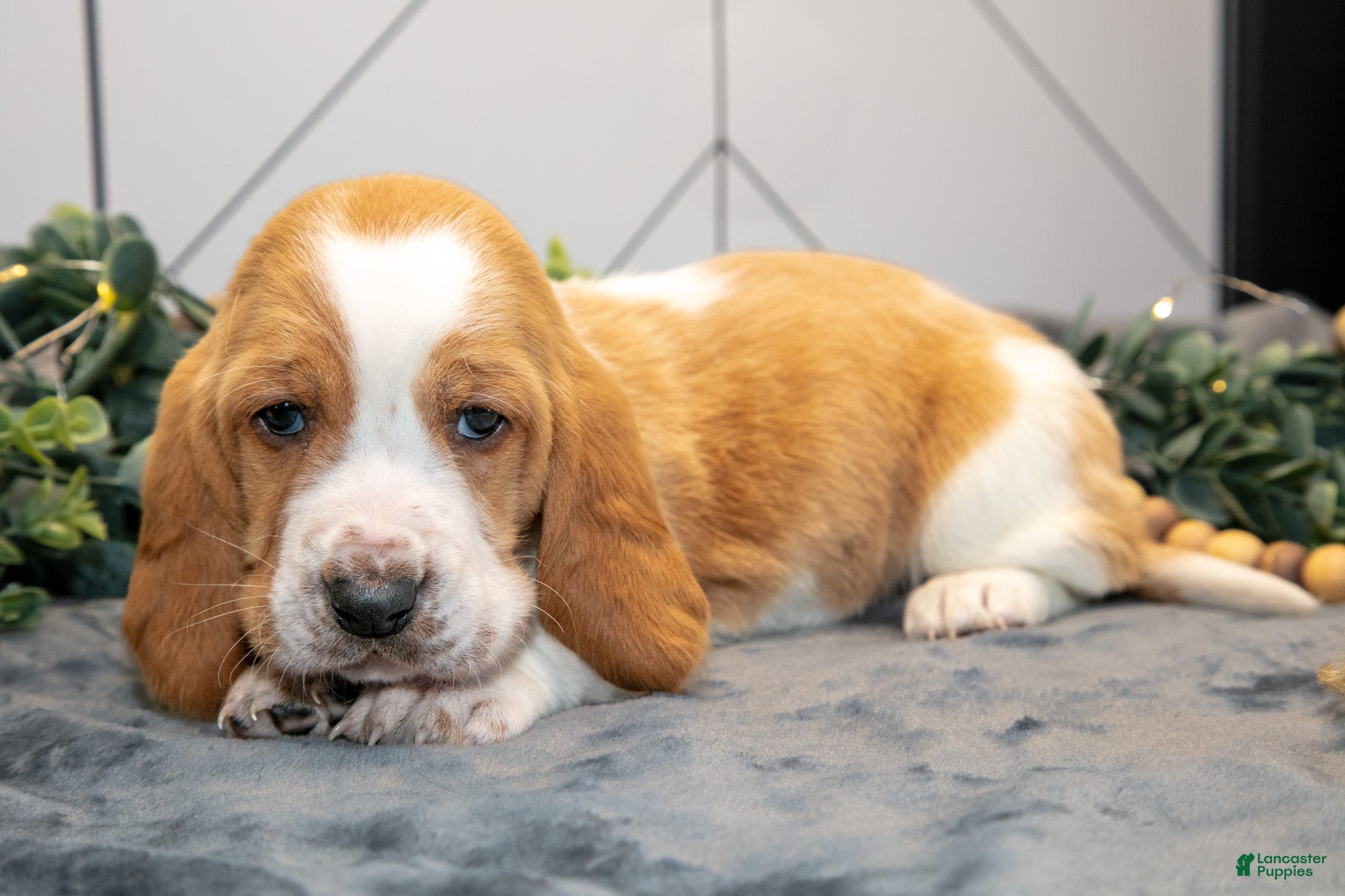 Basset Hound dogs Gus - Ad 2