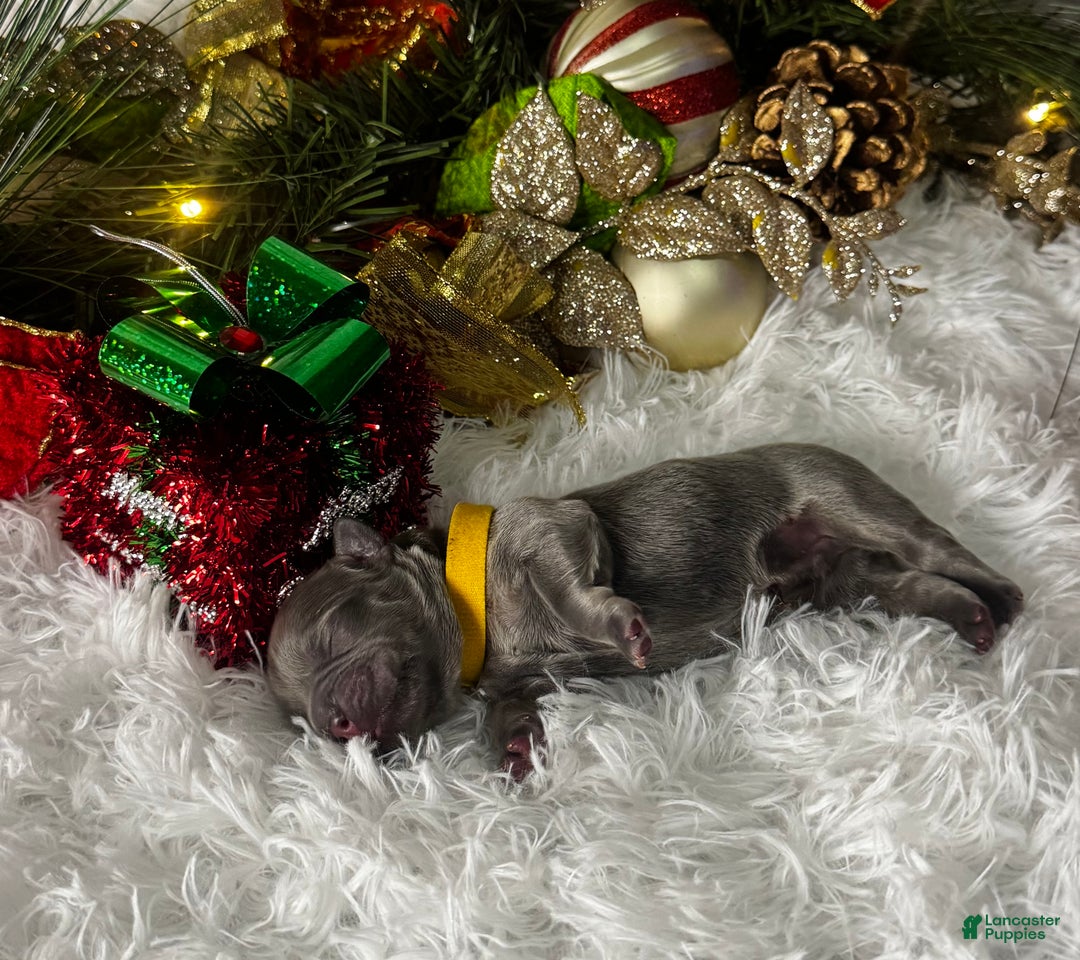 French Bulldog dogs for sale: St Valentine (Visual Fluffy)  - Ad 1