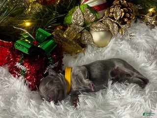 French Bulldog dogs St Valentine (Visual Fluffy) - Ad 36