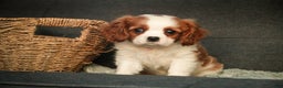 Cavalier King Charles Spaniel dogs for sale: Barnaby - Ad 5