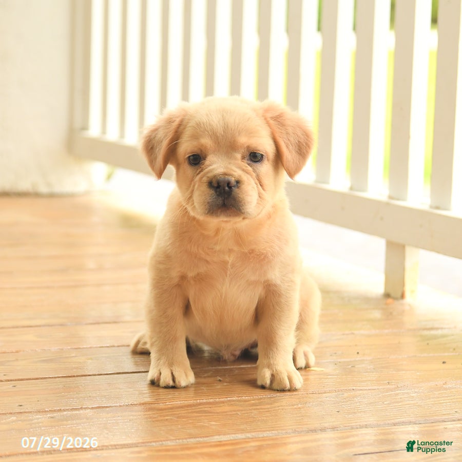 French Bulldog dogs Russelll - Ad 1
