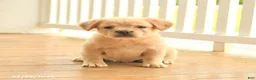 French Bulldog dogs for sale: Russelll - Ad 1