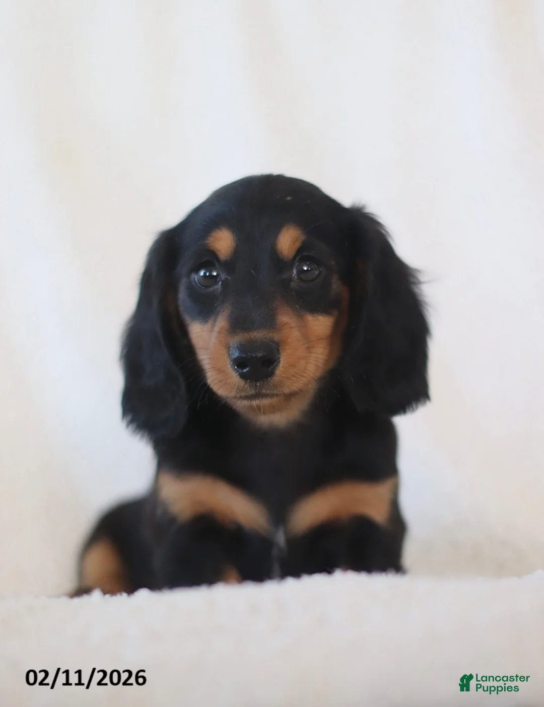 Miniature Dachshund dogs for sale: Lance  - Ad 4