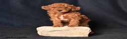 Toy Poodle dogs for sale: Snuggles    - Ad 3