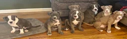 American Bully dogs for sale: Phantom  - Ad 26
