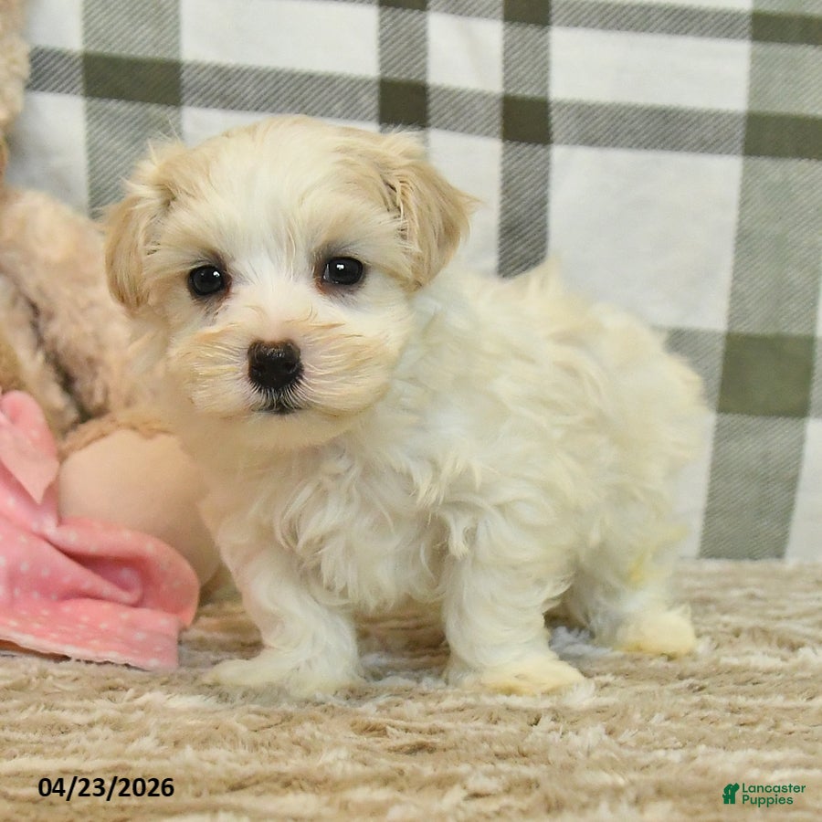 Morkie dogs Beau - Ad 2