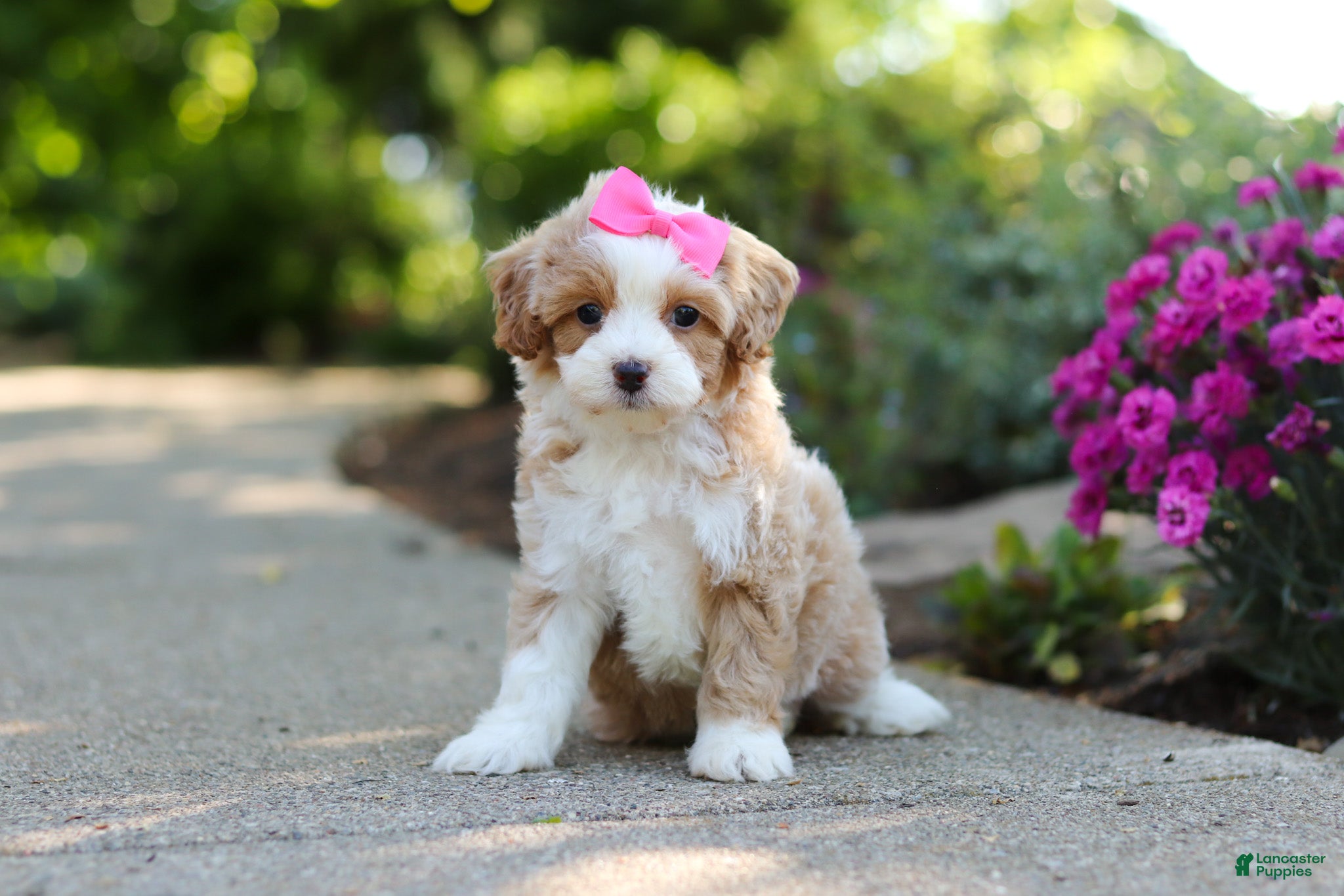 Cavapoo dogs for sale: Haven - Ad 9
