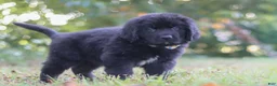 Newfoundland dogs for sale: Jimmy - Ad 3