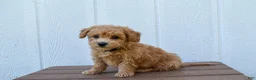 Bichpoo dogs for sale: Kevin 🐶✨ - Ad 16