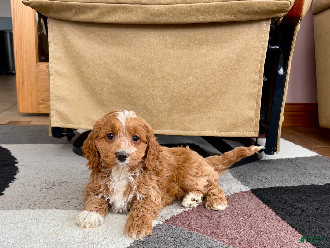 Cockapoo dogs for sale: Cockapoo female 3 - Ad 1