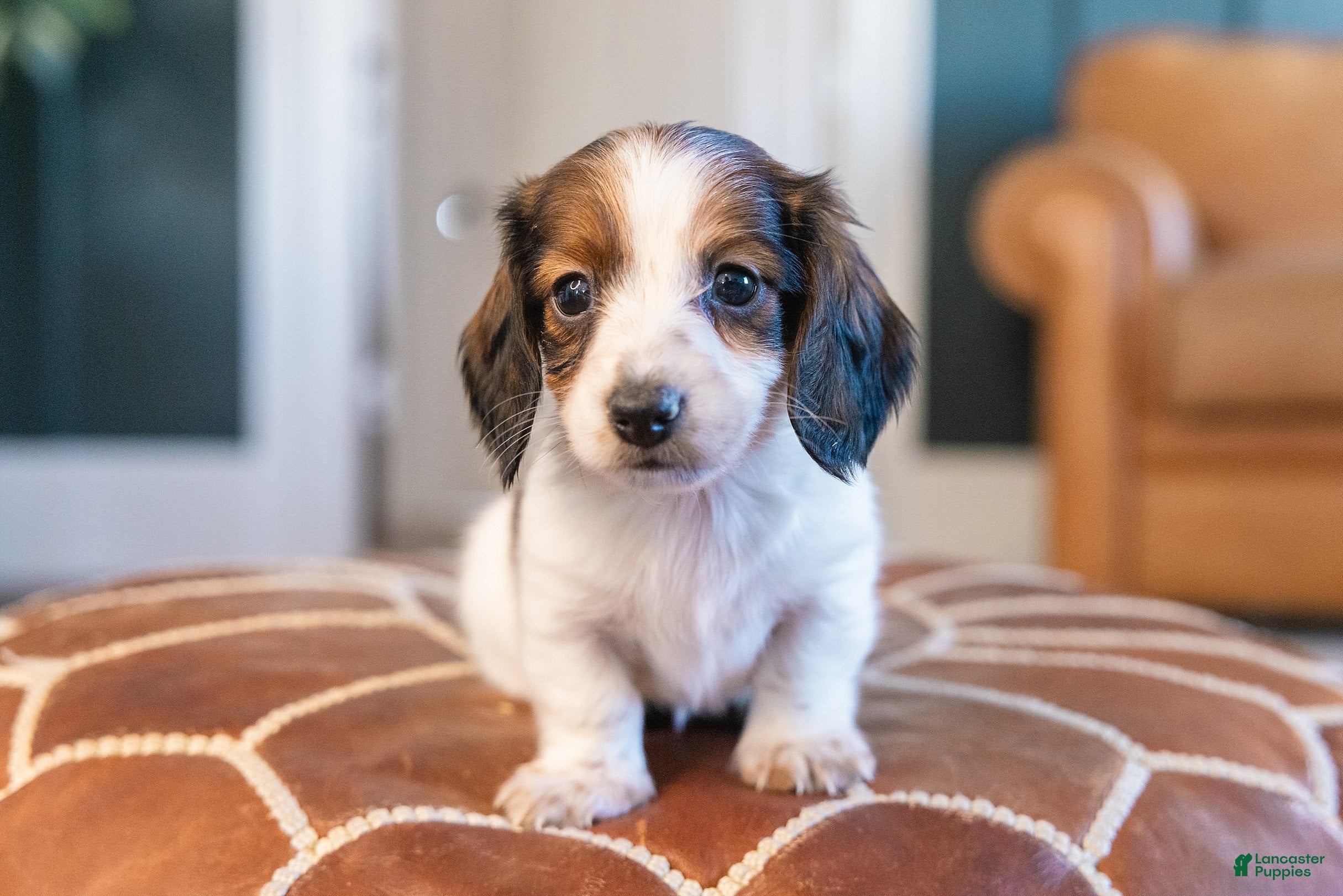 Miniature Dachshund dogs Ingrid Floppenstein - Ad 1