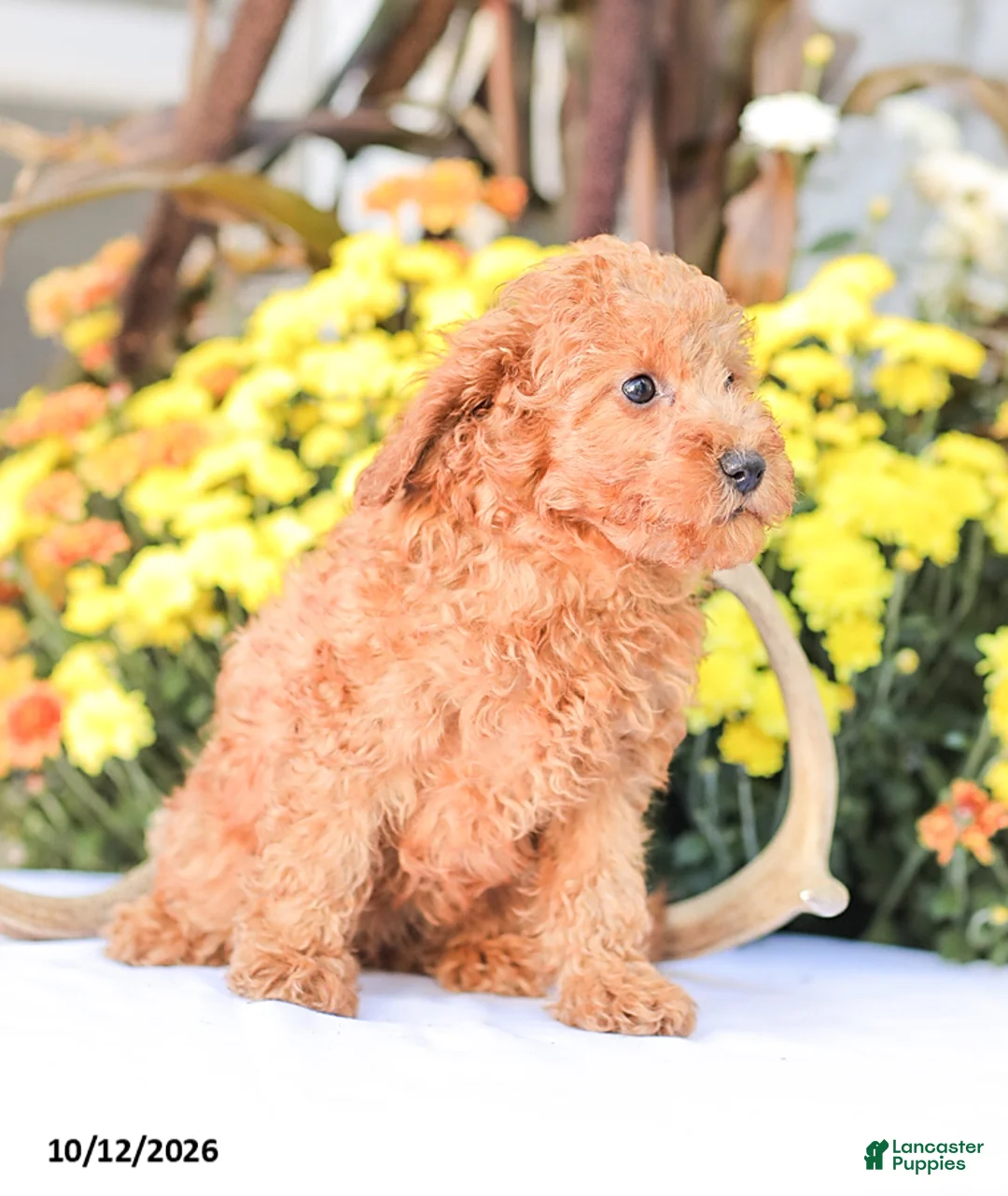 Miniature Poodle dogs for sale: Zoe - Ad 13
