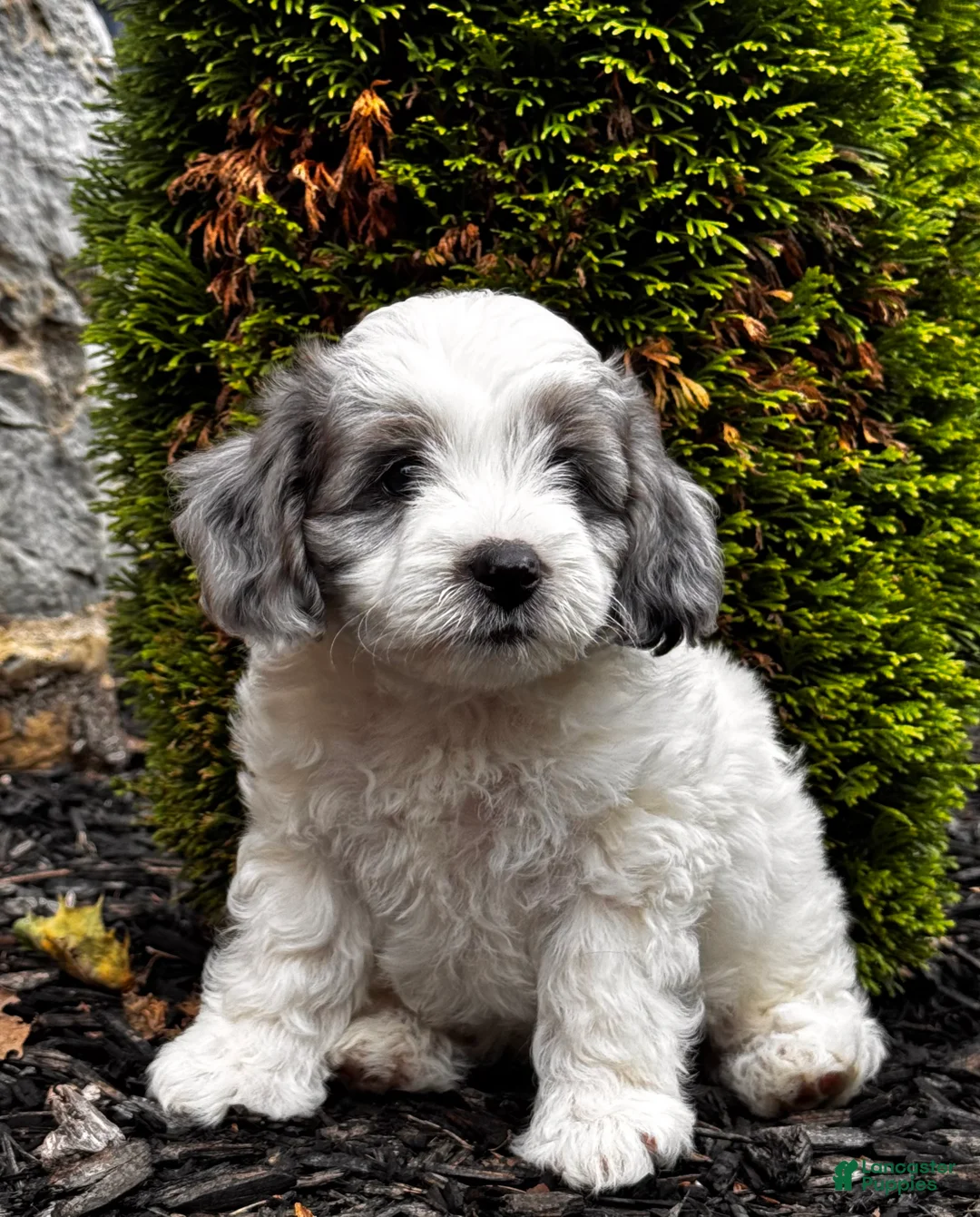 Mini Aussiedoodle dogs for sale: Cody 🐾 - Ad 1
