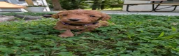 Miniature Labradoodle dogs for sale: Prissy - Ad 4