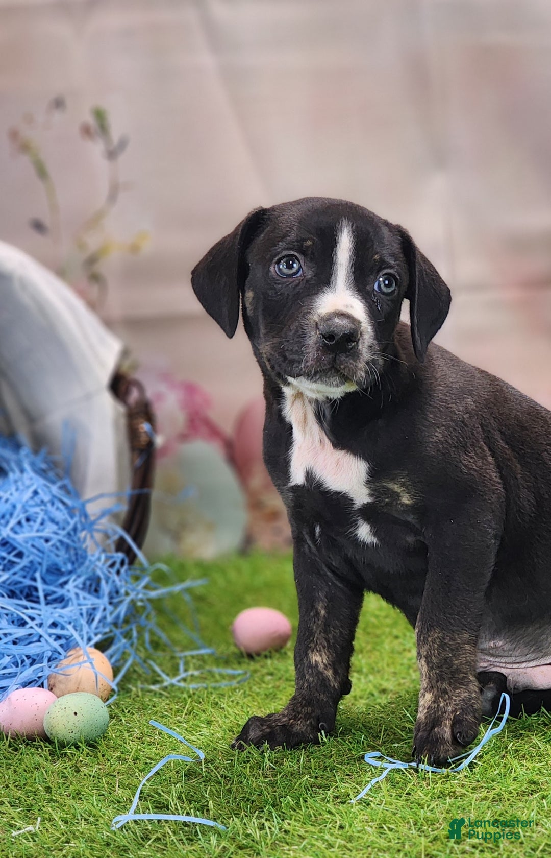 Catahoula Leopard Dog dogs for sale: Juliet 2025 Male 4 - Ad 10