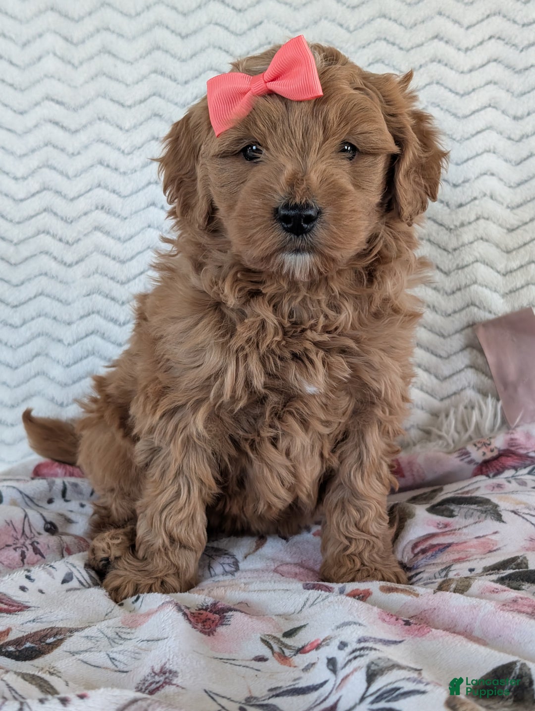 Goldendoodle dogs for sale: Bella - Ad 1