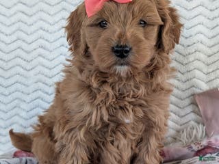 Goldendoodle dogs Bella - Ad 2
