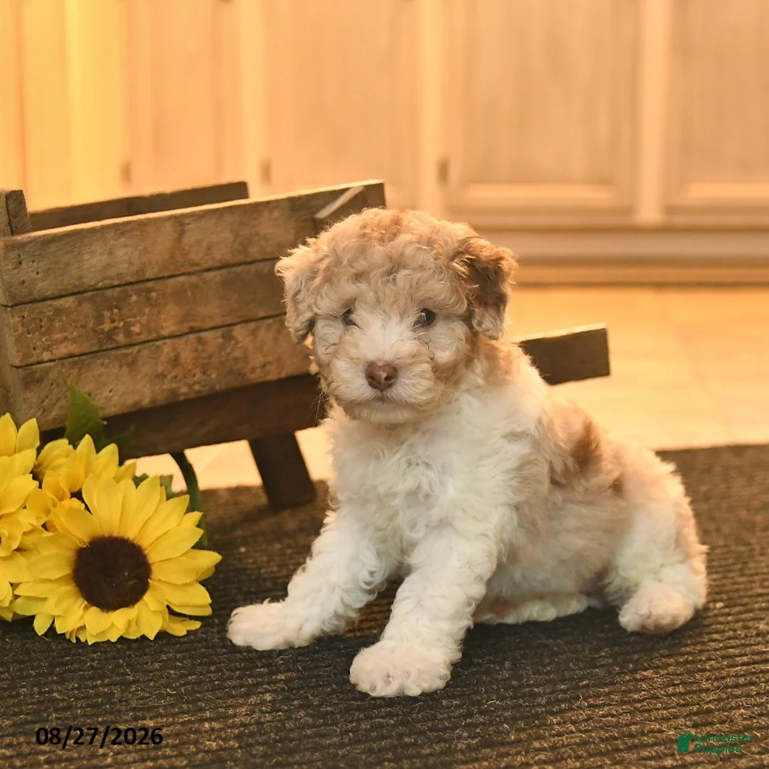Toy Poodle dogs for sale: Shadow  - Ad 2