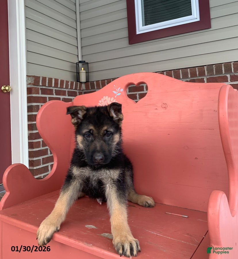 German Shepherd dogs Sammy - Ad 25