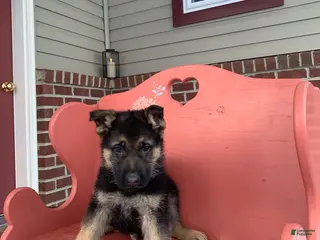 German Shepherd dogs Sammy - Ad 25