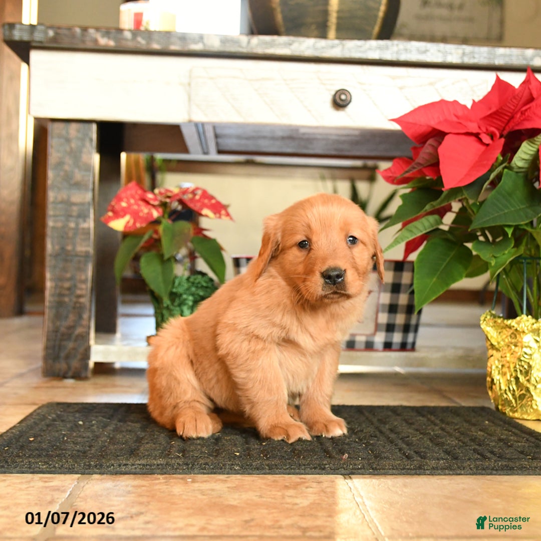 Golden Retriever dogs for sale: Rhonda - Ad 2