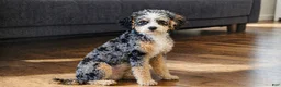 Mixed Breed dogs for sale: Male 3 - Ad 3