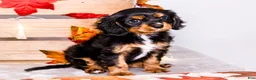 Cavalier King Charles Spaniel dogs for sale: Jojo - Ad 21