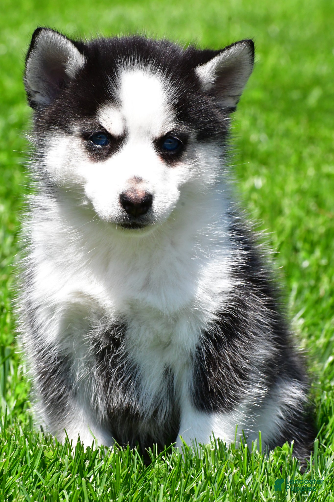 Pomsky dogs Ozzy - Ad 2