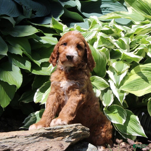 Irish Doodle dogs Rosie - Ad 1
