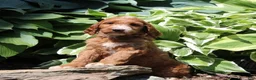 Irish Doodle dogs for sale: Rosie - Ad 1