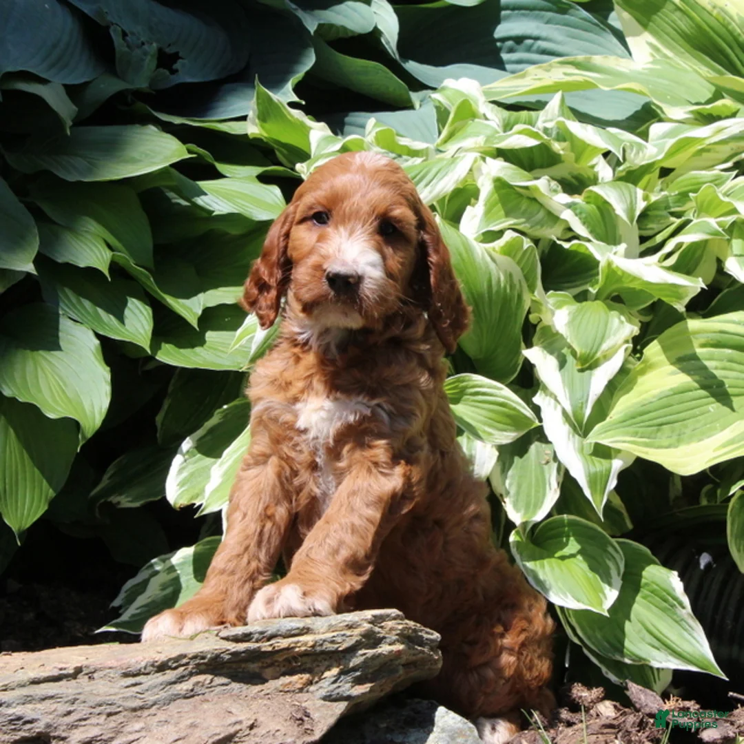 Irish Doodle dogs for sale: Rosie - Ad 1