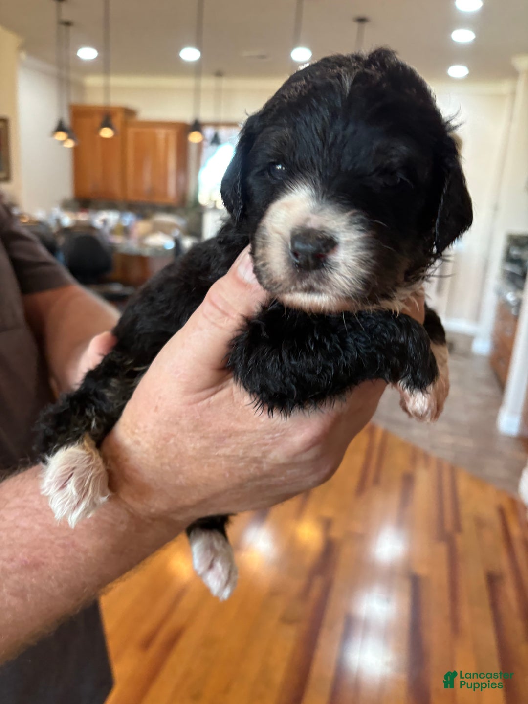 Mixed Breed dogs for sale: Male # 4 English Shepherd Doodle - Ad 1