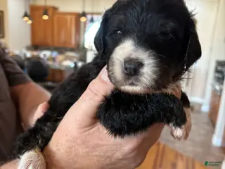 Mixed Breed dogs Male # 4 English Shepherd Doodle - Ad 38