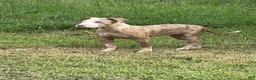 American Bully dogs for sale: American Bully 1 - Ad 5