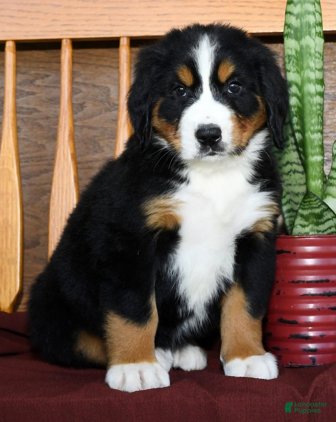 Gallery Image {{count}}