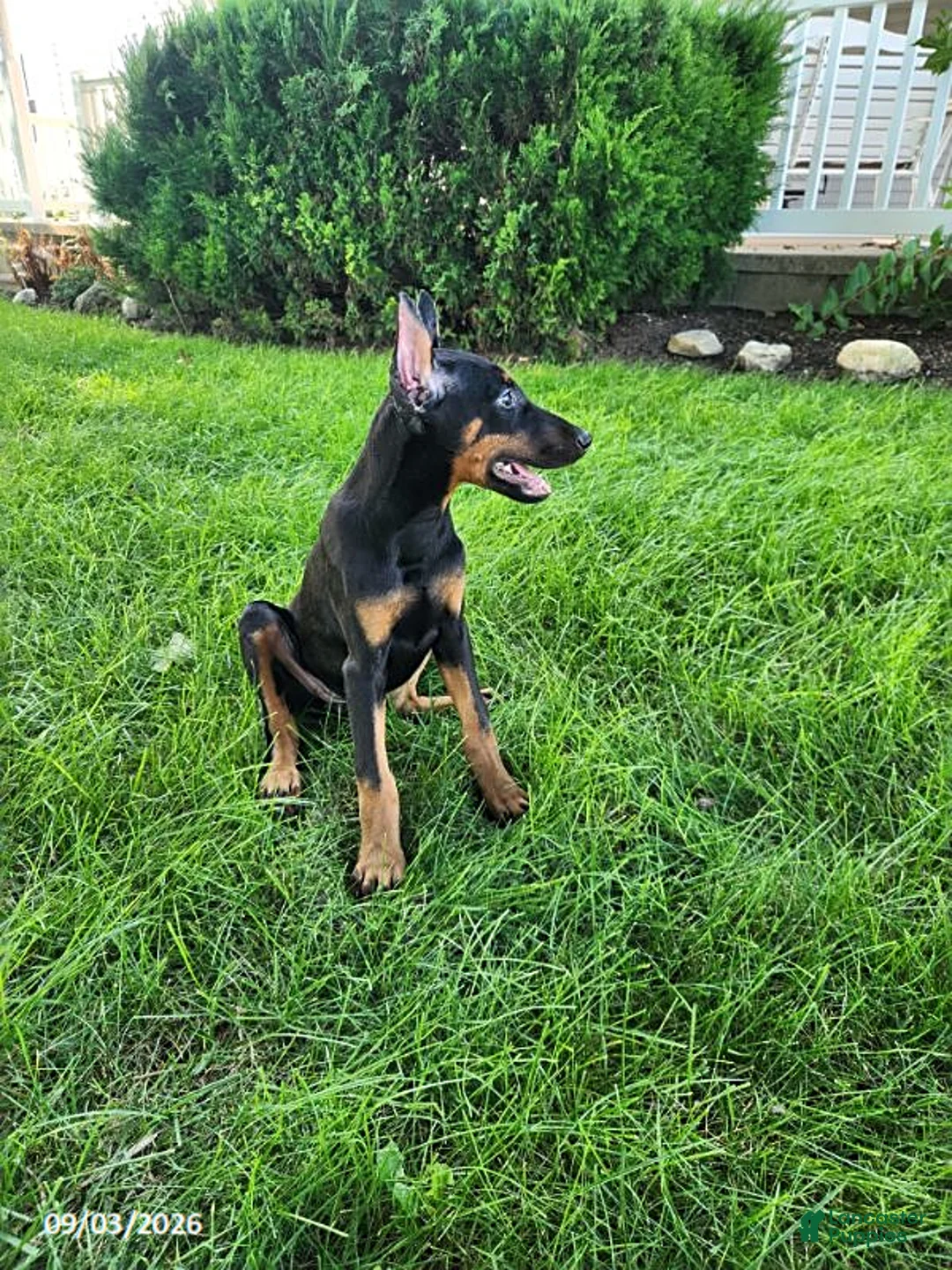 Doberman Pinscher dogs for sale: Kayla - Ad 8