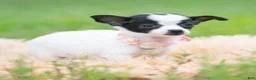 Chihuahua dogs for sale: Chickie - Ad 3