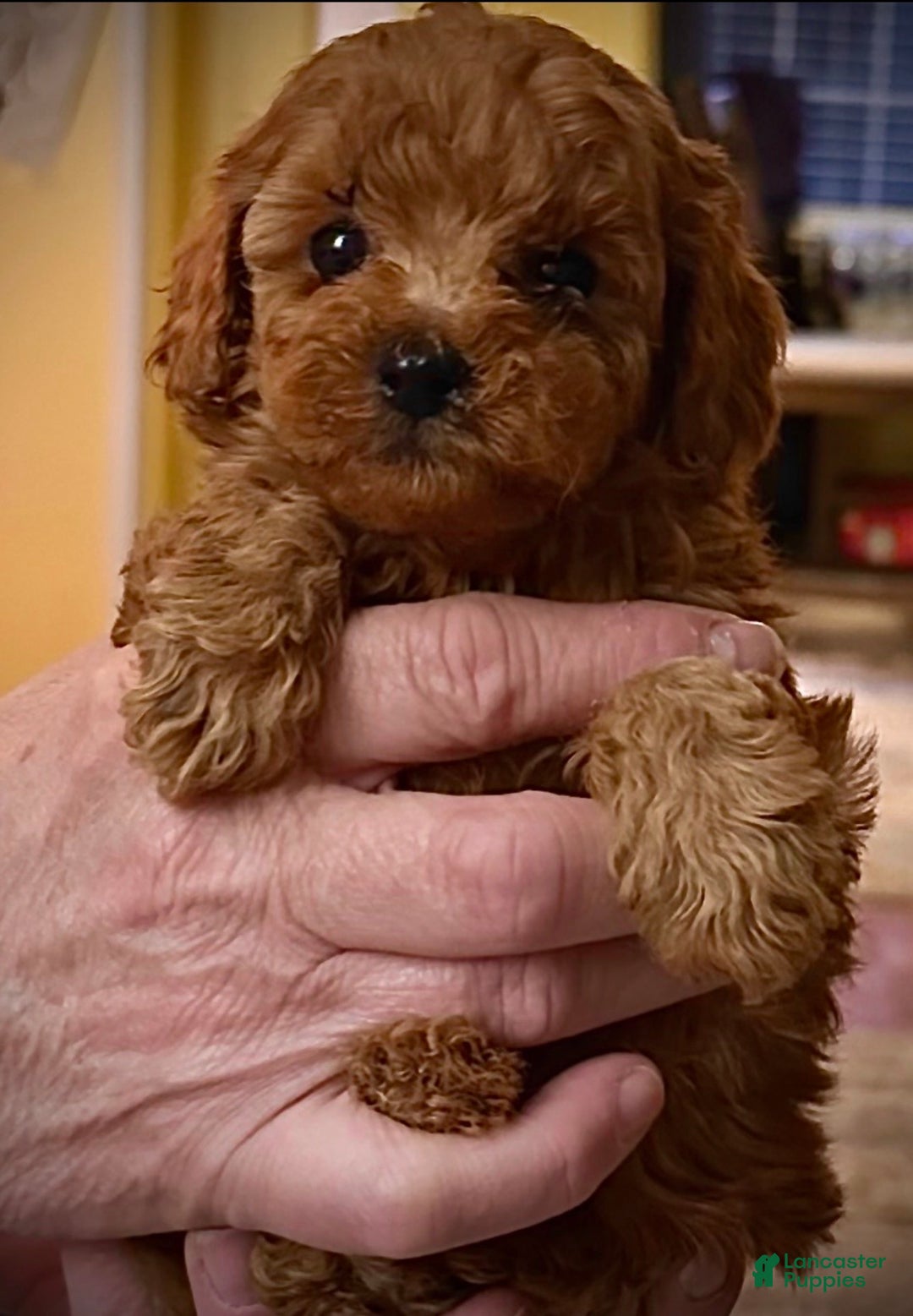 Toy Poodle dogs for sale: Toy Poodle Puppy 1 - Ad 1