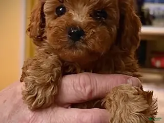 Toy Poodle dogs Toy Poodle Puppy 1 - Ad 9