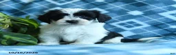 Mixed Breed dogs for sale: Dixie - Ad 4