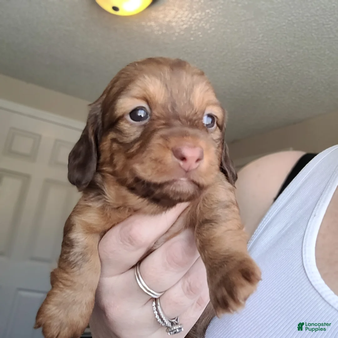 Miniature Dachshund dogs for sale: Rhiannon  - Ad 2