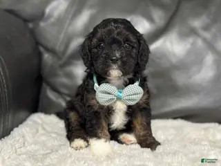 Cavapoo dogs Boots - Ad 37