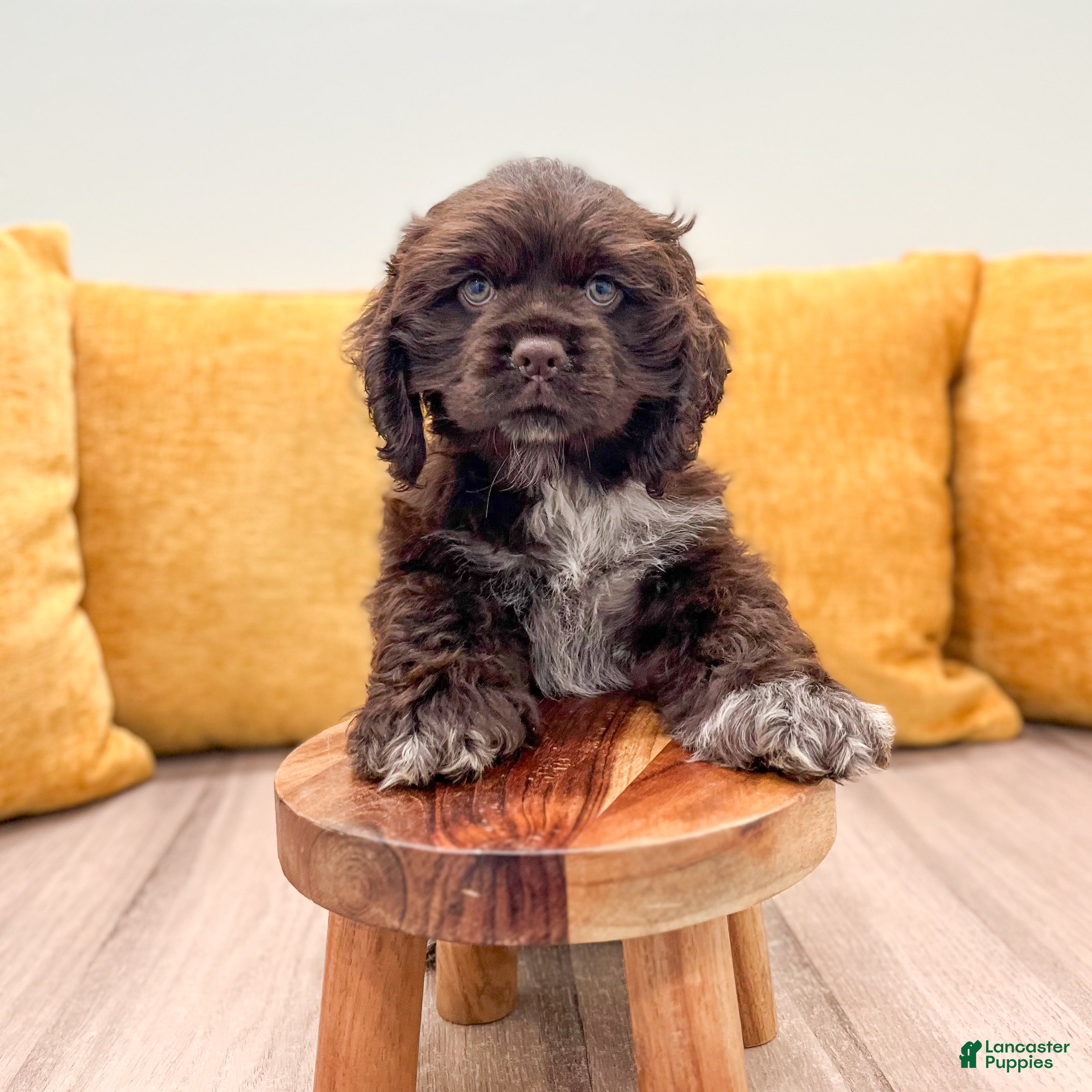 Cocker Spaniel dogs Pearl - Ad 2